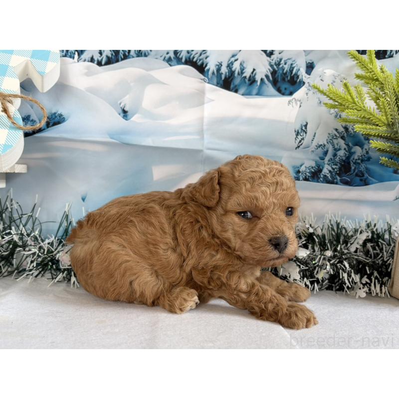 販売中の秋田県のタイニープードル-440727の2枚目