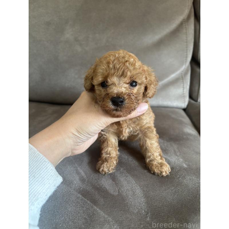 販売中の高知県のトイプードル-440728の4枚目