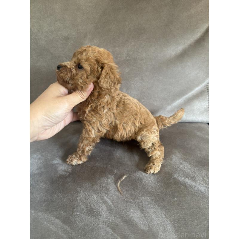 販売中の高知県のトイプードル-440728の3枚目