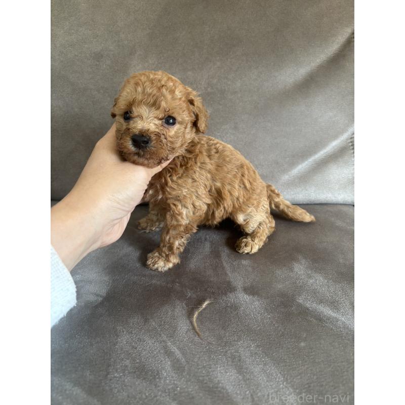 販売中の高知県のトイプードル-440728の2枚目