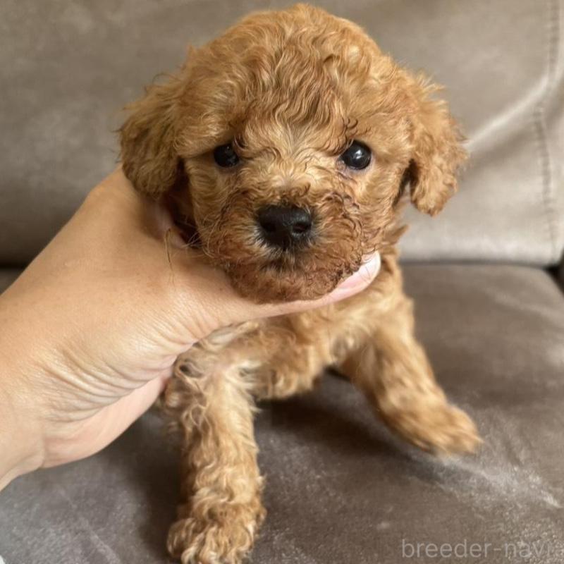 販売中の高知県のトイプードル-440728