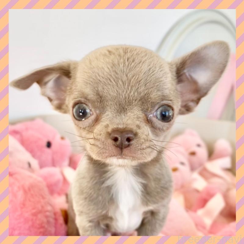 販売中の群馬県のチワワ(スムースコート)-433230