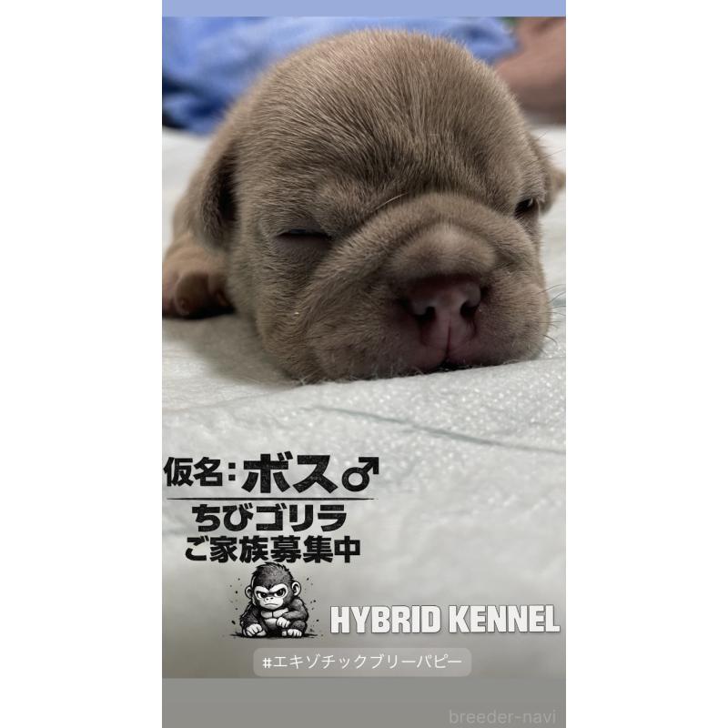 商談中の滋賀県のエキゾチックブリー-440730