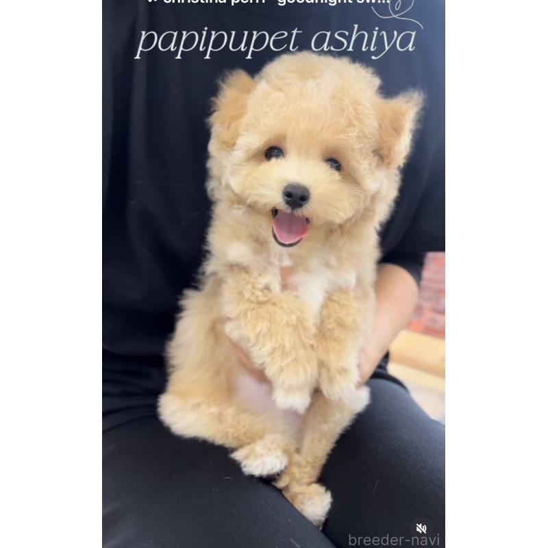 成約済の兵庫県のビションプー:ビションフリーゼ×トイプードル-429704の5枚目