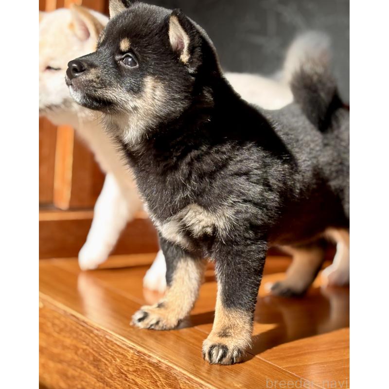 販売中の和歌山県の豆柴-432412の9枚目