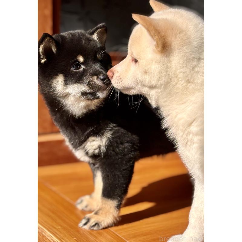 販売中の和歌山県の豆柴-432412の8枚目