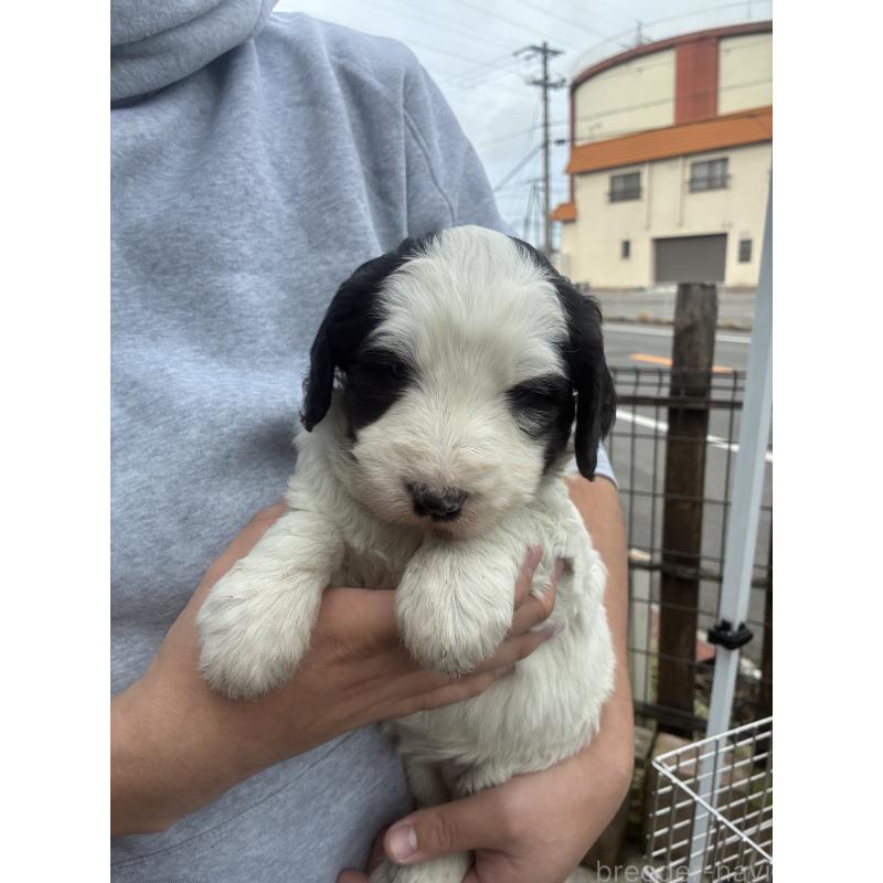 商談中の滋賀県のスタンダードプードル-440729