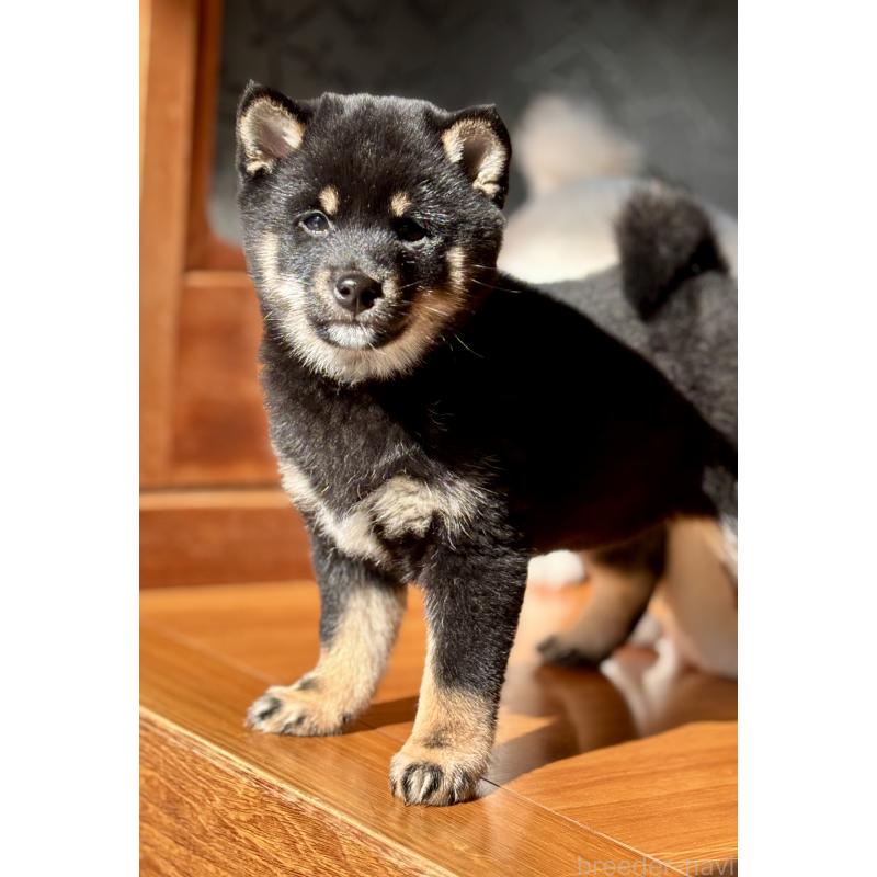 販売中の和歌山県の豆柴-432412の6枚目