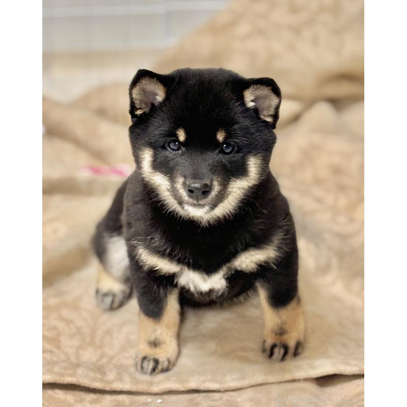 販売中の和歌山県の豆柴-432412の4枚目