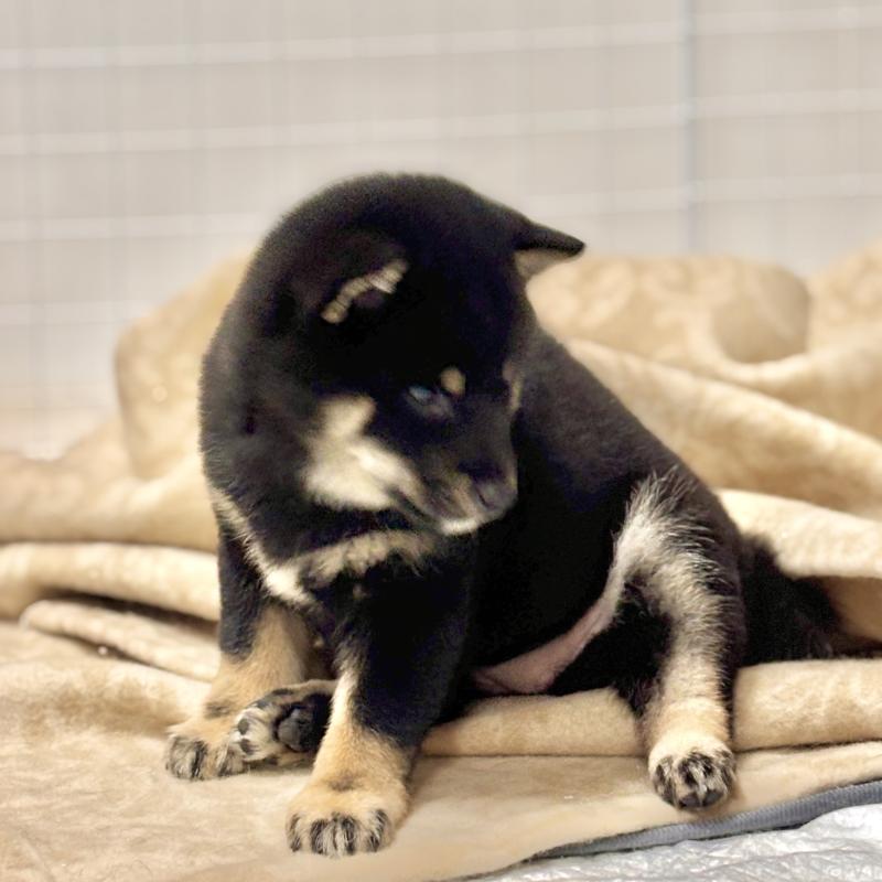 販売中の和歌山県の豆柴-432412の3枚目