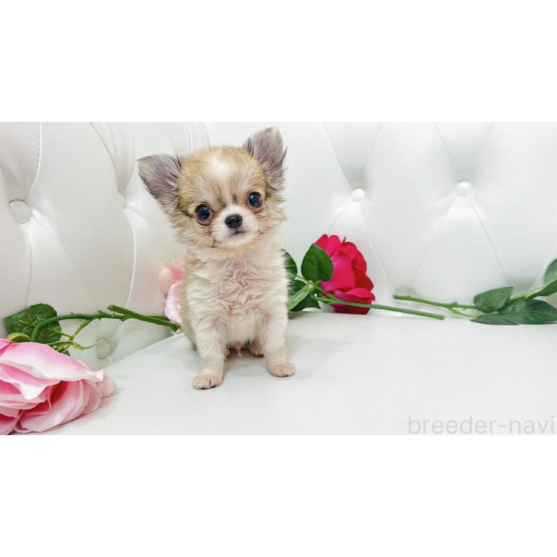 販売中の埼玉県のチワワ(ロングコート)-433842