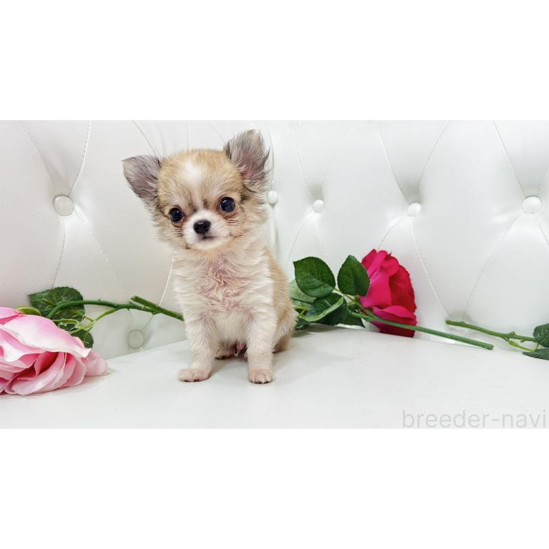 販売中の埼玉県のチワワ(ロングコート)-433842の9枚目