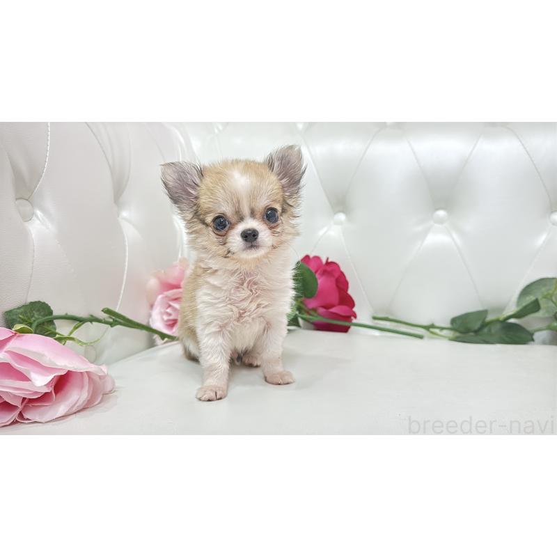 販売中の埼玉県のチワワ(ロングコート)-433842の8枚目