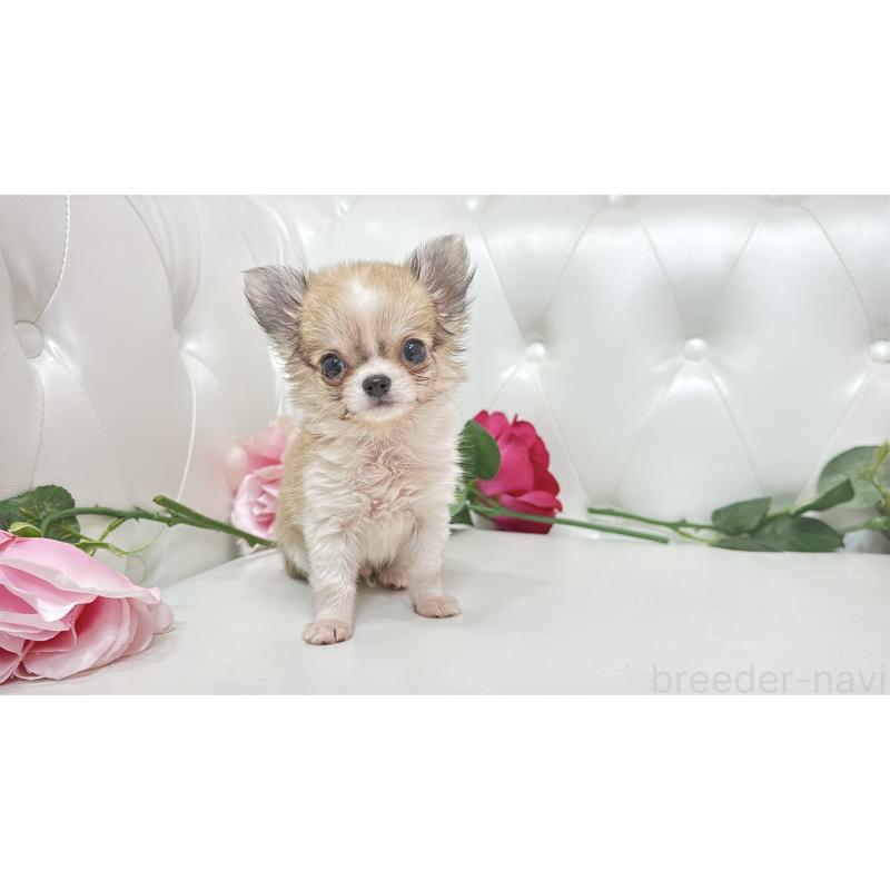 販売中の埼玉県のチワワ(ロングコート)-433842の6枚目