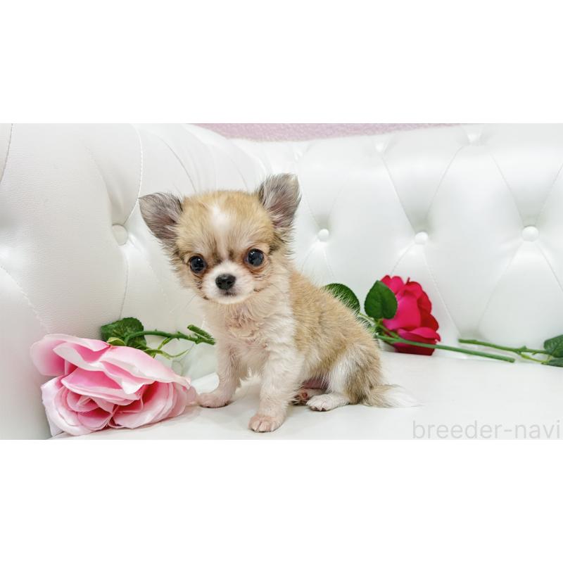 販売中の埼玉県のチワワ(ロングコート)-433842の5枚目