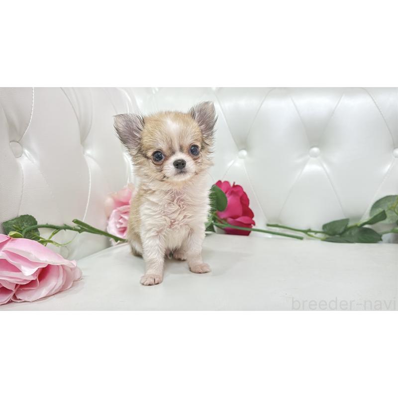 販売中の埼玉県のチワワ(ロングコート)-433842の4枚目