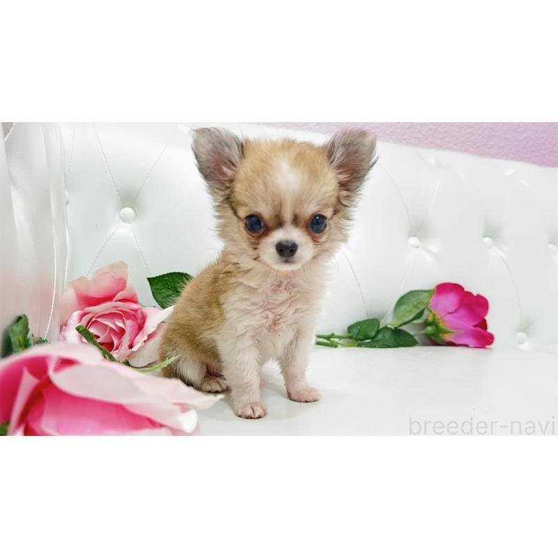 販売中の埼玉県のチワワ(ロングコート)-433842の3枚目