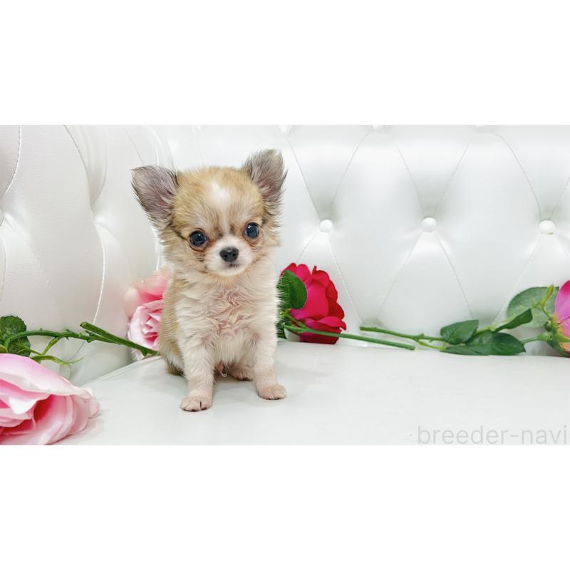 販売中の埼玉県のチワワ(ロングコート)-433842の2枚目