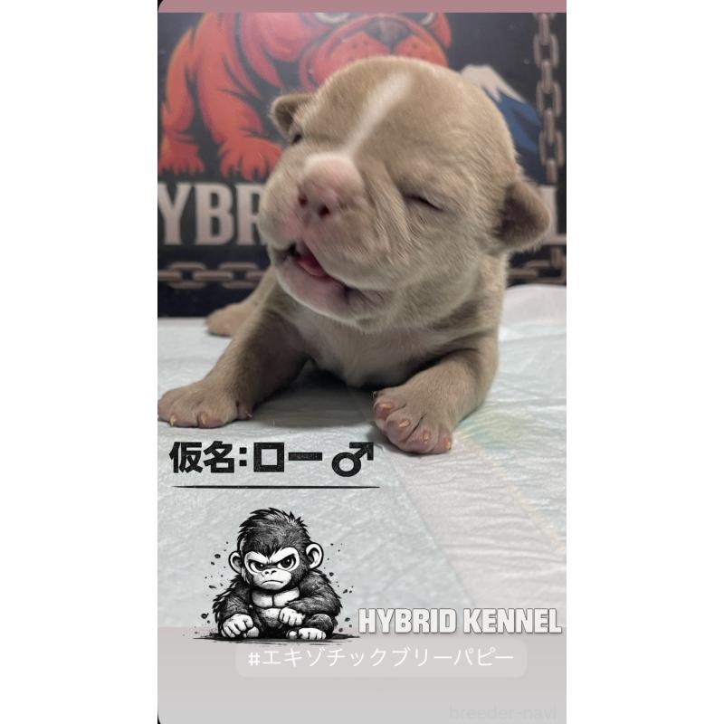 販売中の滋賀県のエキゾチックブリー-440731の1枚目