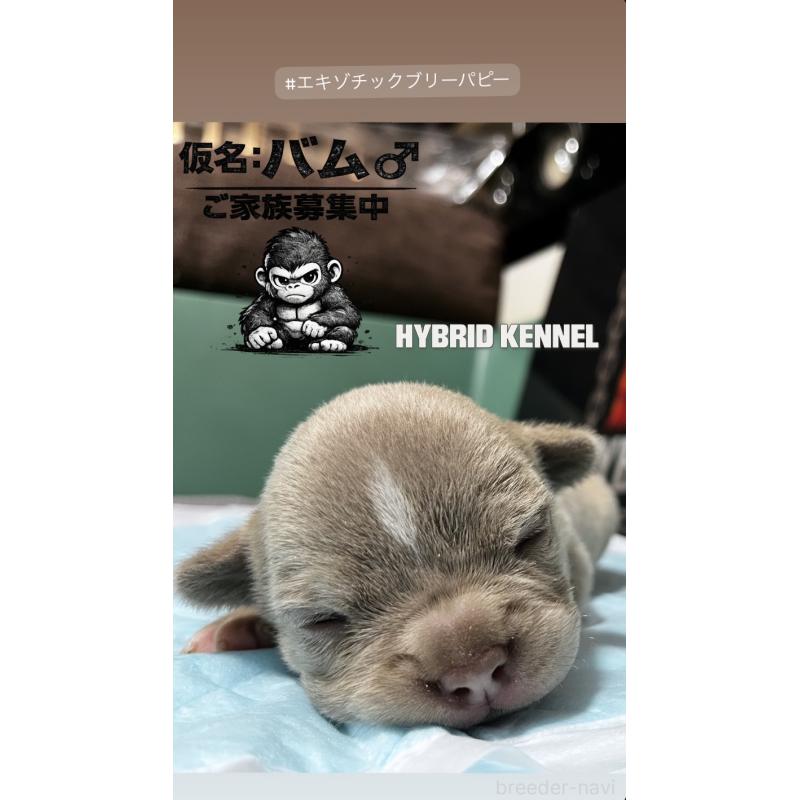 商談中の滋賀県のエキゾチックブリー-440732