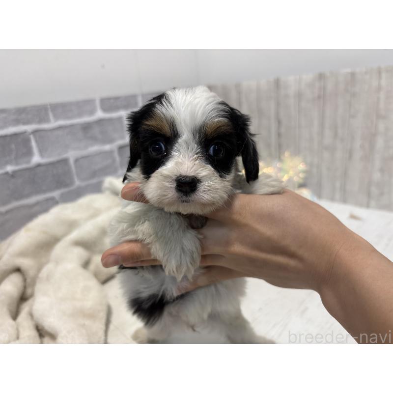 販売中の東京都のキャバプー:キャバリア×トイプードル-440733の6枚目