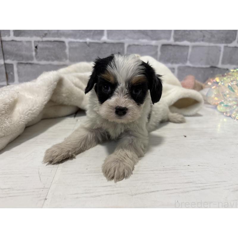 販売中の東京都のキャバプー:キャバリア×トイプードル-440733の5枚目