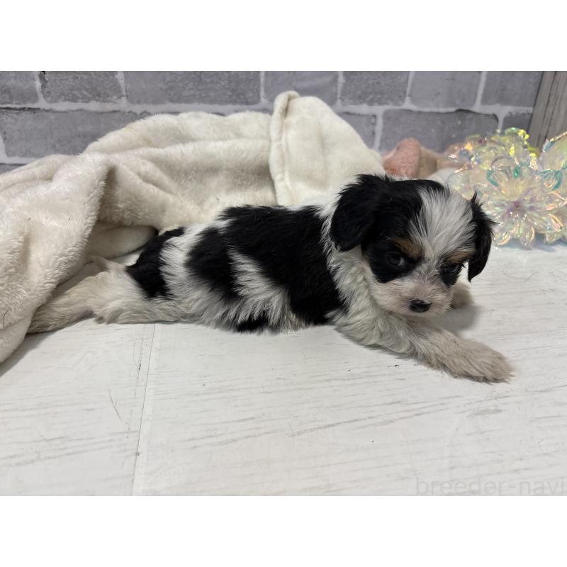 販売中の東京都のキャバプー:キャバリア×トイプードル-440733の4枚目