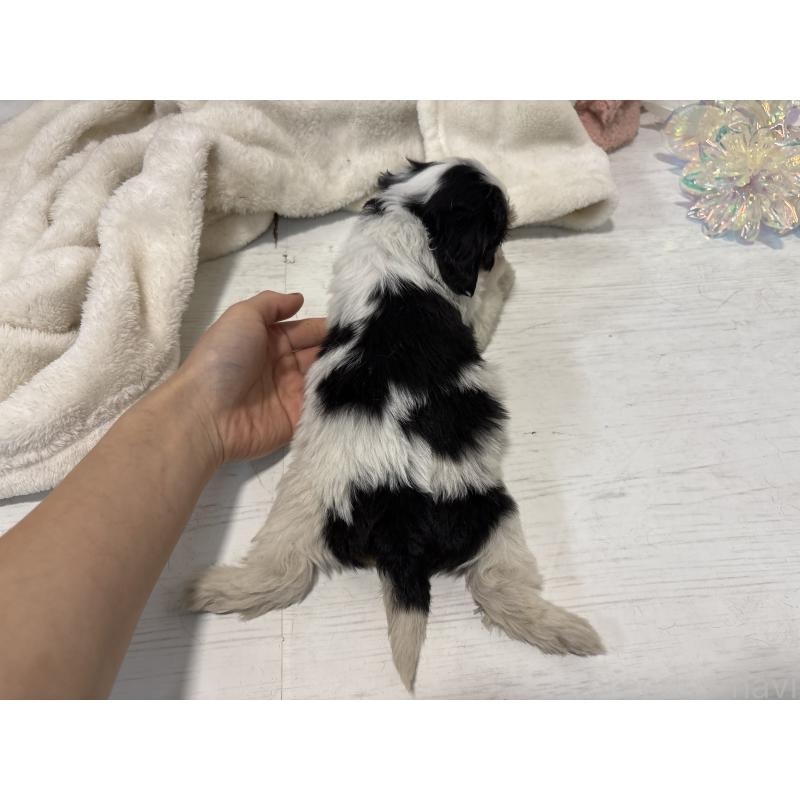 販売中の東京都のキャバプー:キャバリア×トイプードル-440733の3枚目