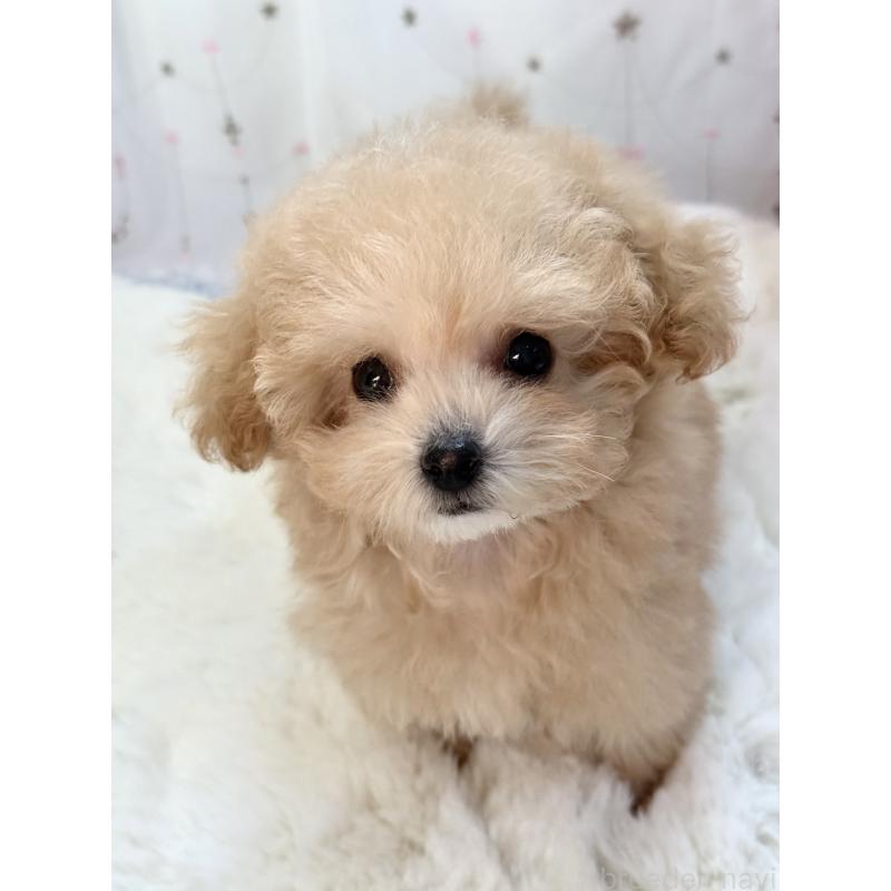 販売中の大阪府のティーカッププードル-435587の8枚目