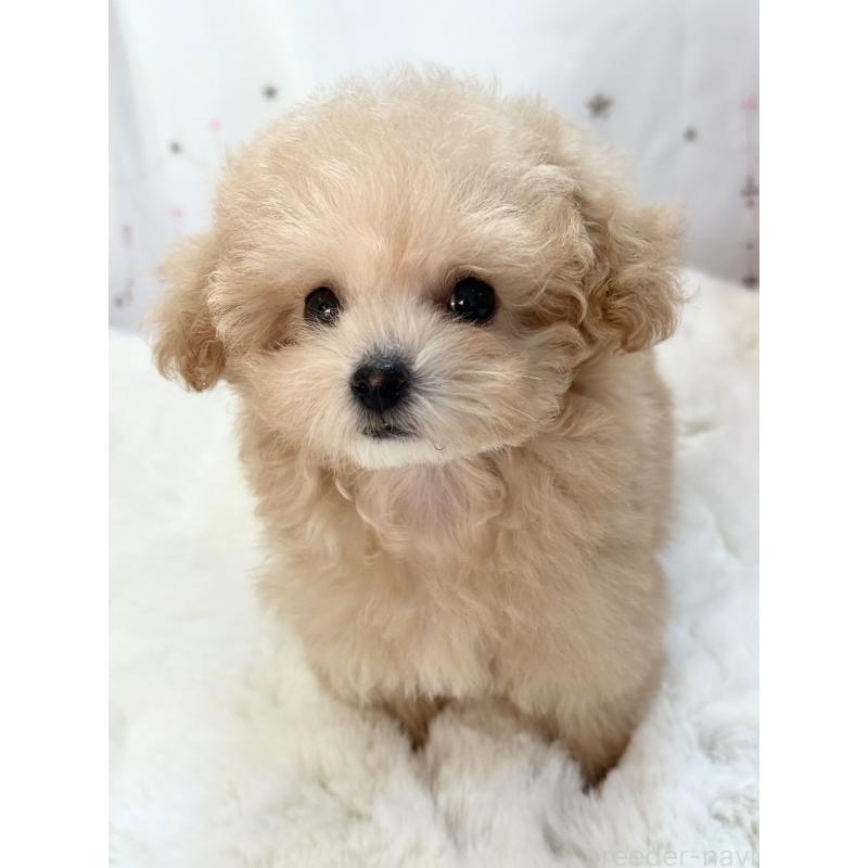 販売中の大阪府のティーカッププードル-435587の7枚目