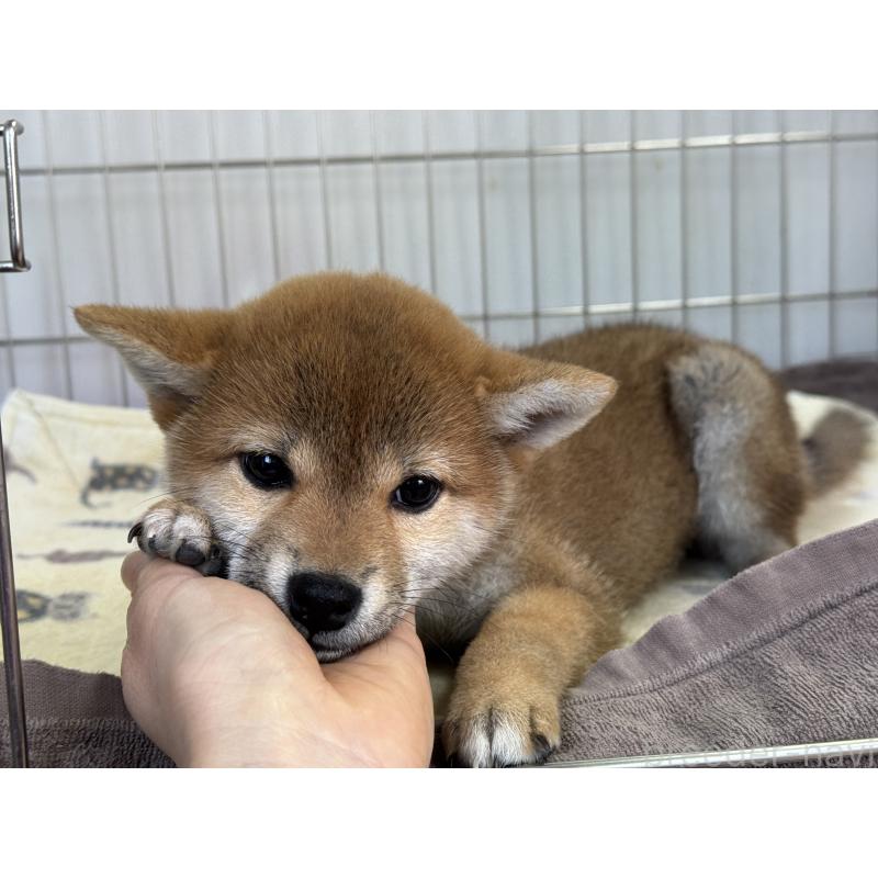 販売中の岡山県の柴犬-431367の2枚目