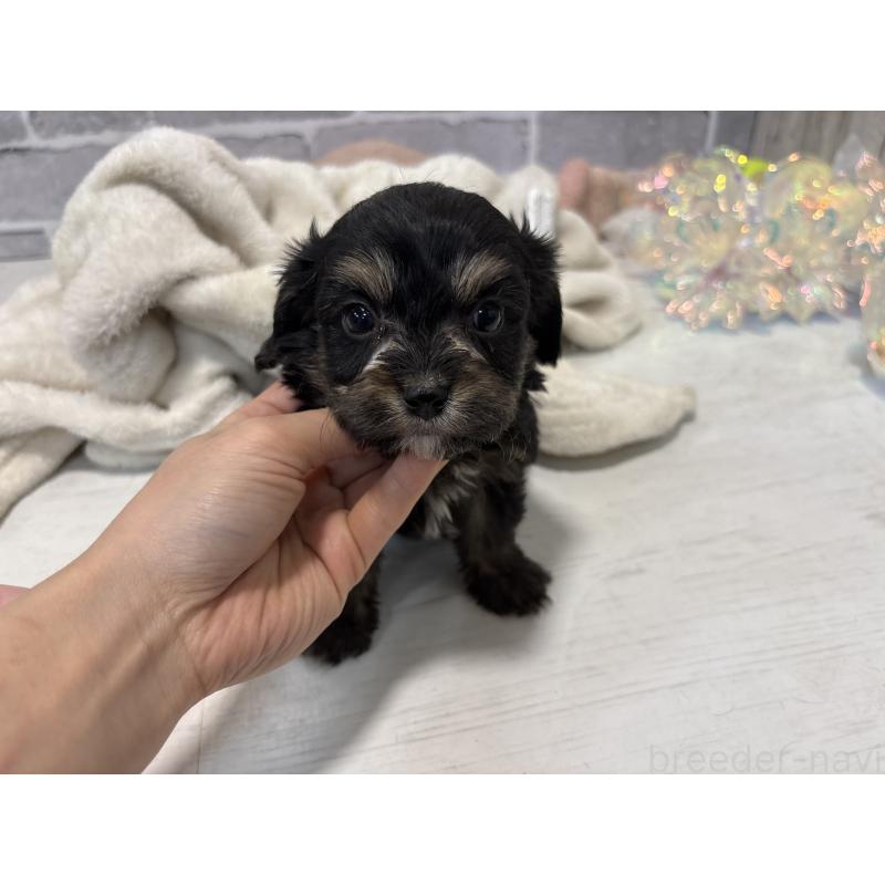 販売中の東京都のキャバプー:キャバリア×トイプードル-440739の4枚目