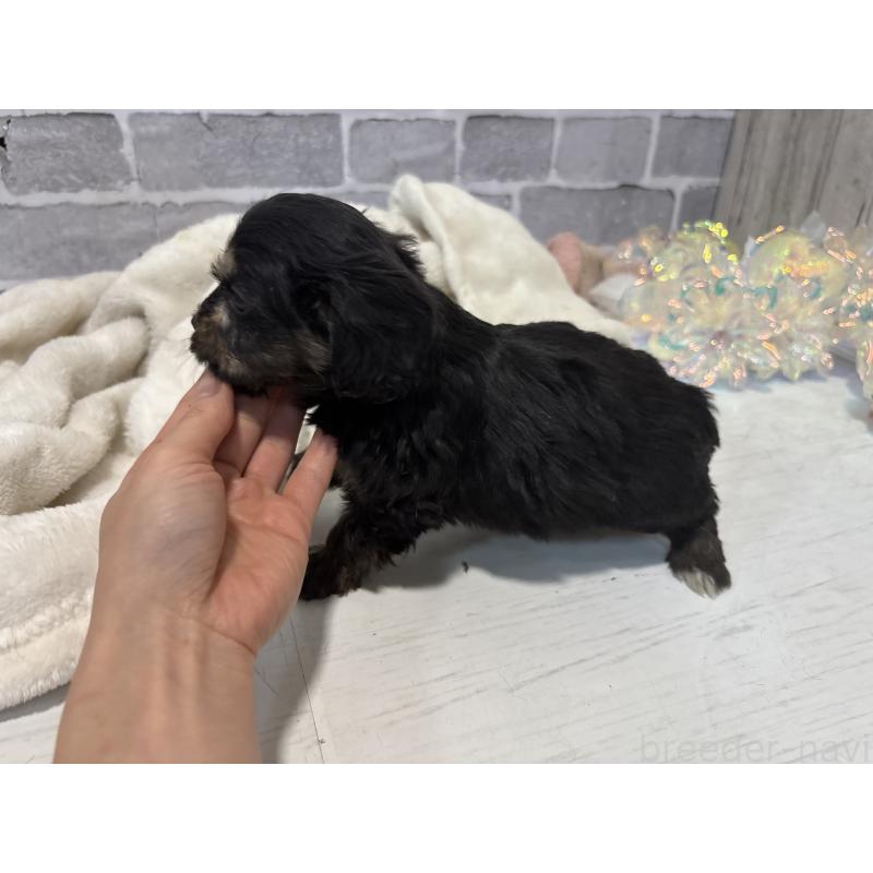 販売中の東京都のキャバプー:キャバリア×トイプードル-440739の2枚目