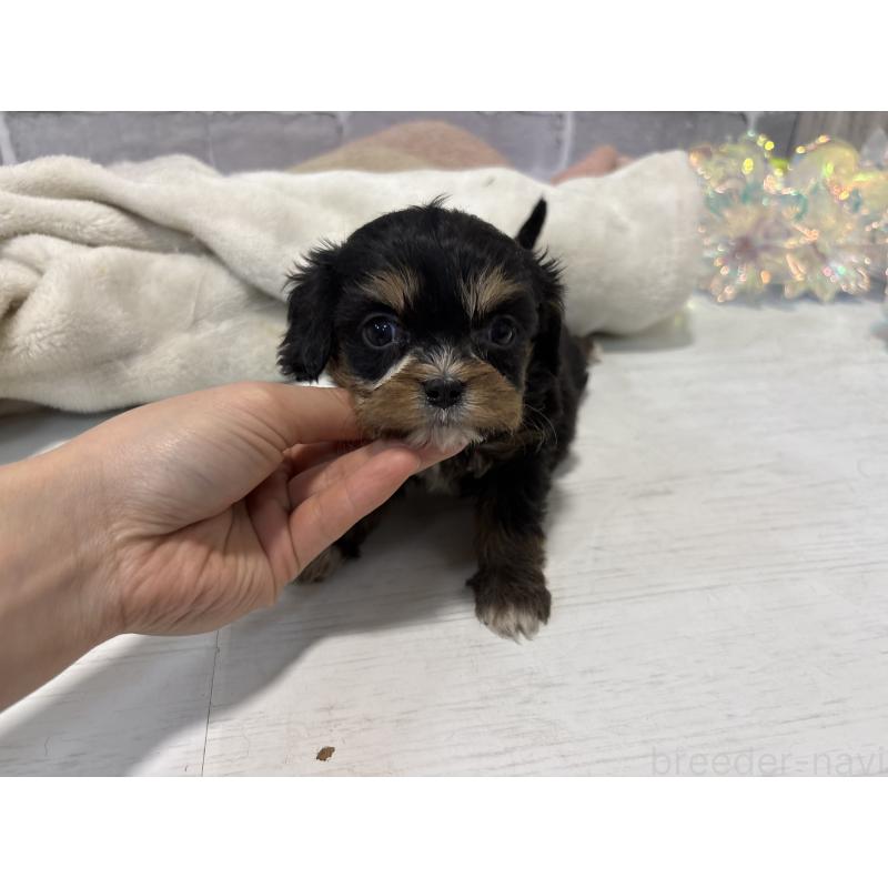 販売中の東京都のキャバプー:キャバリア×トイプードル-440745の8枚目