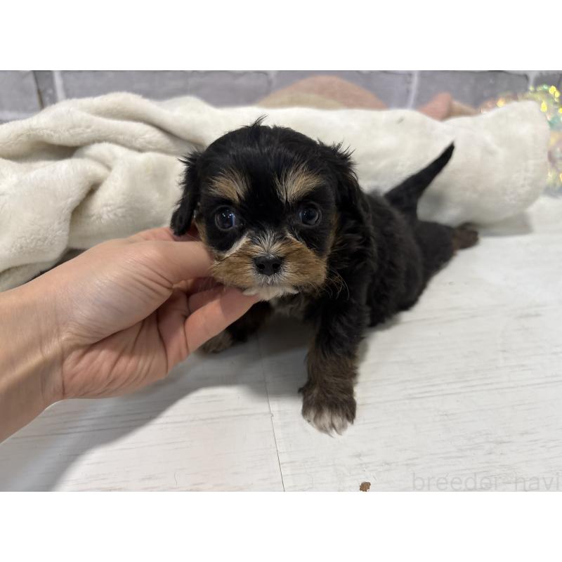 販売中の東京都のキャバプー:キャバリア×トイプードル-440745の7枚目