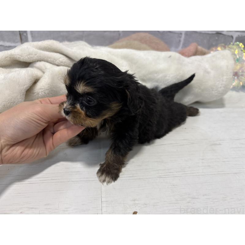 販売中の東京都のキャバプー:キャバリア×トイプードル-440745の6枚目