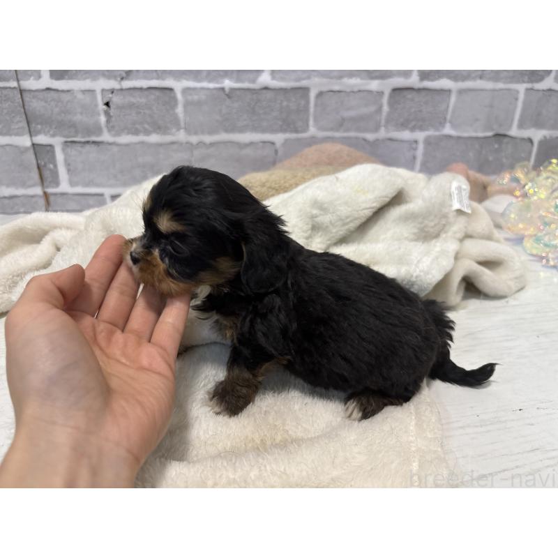 販売中の東京都のキャバプー:キャバリア×トイプードル-440745の4枚目