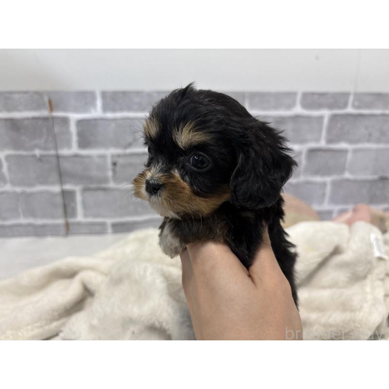 販売中の東京都のキャバプー:キャバリア×トイプードル-440745の3枚目