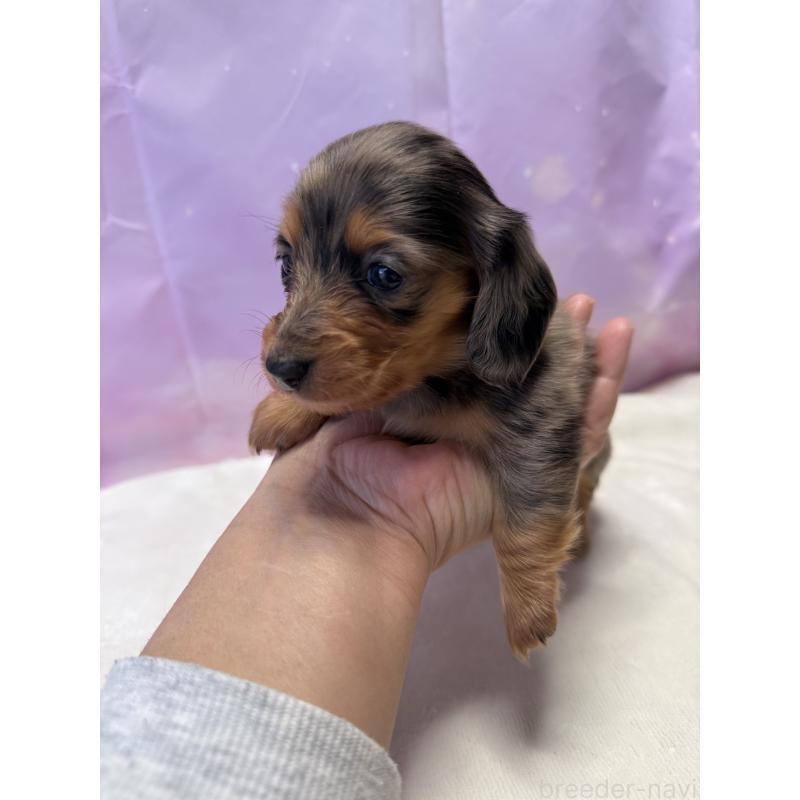 成約済の福岡県のミニチュアダックスフンド(ロングヘアード)-438732の4枚目