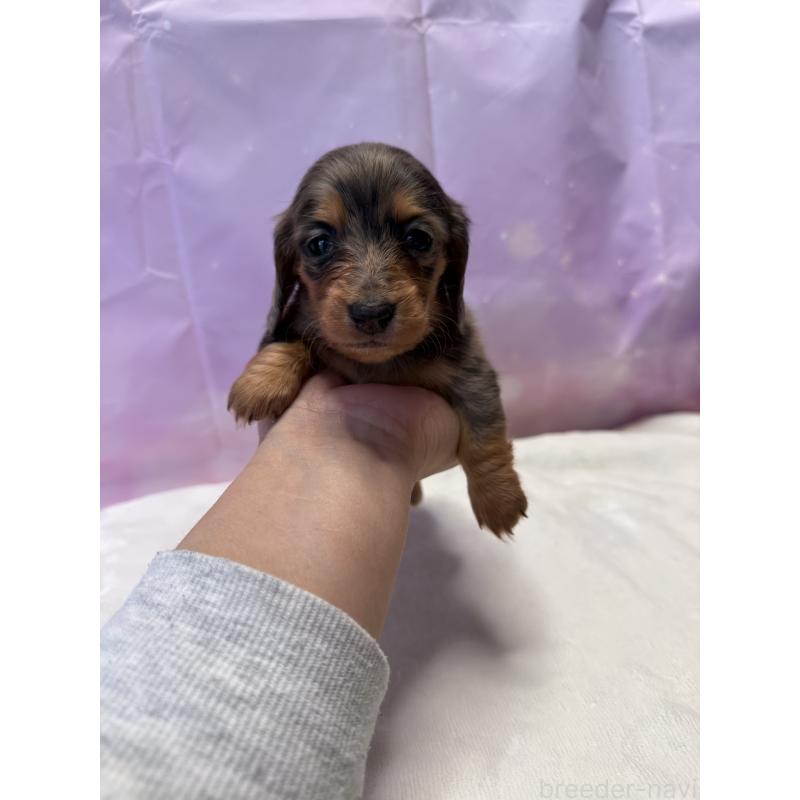 成約済の福岡県のミニチュアダックスフンド(ロングヘアード)-438732の3枚目