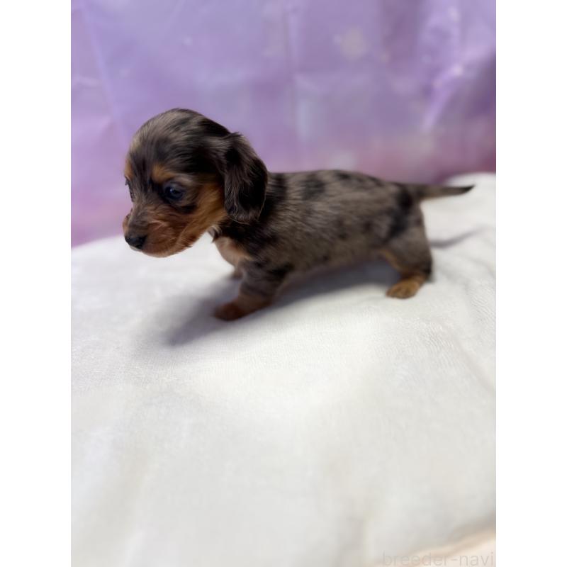 成約済の福岡県のミニチュアダックスフンド(ロングヘアード)-438732の2枚目