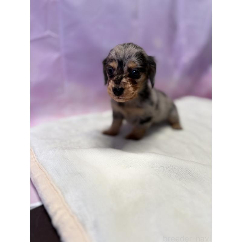 成約済の福岡県のミニチュアダックスフンド(ロングヘアード)-438731の7枚目