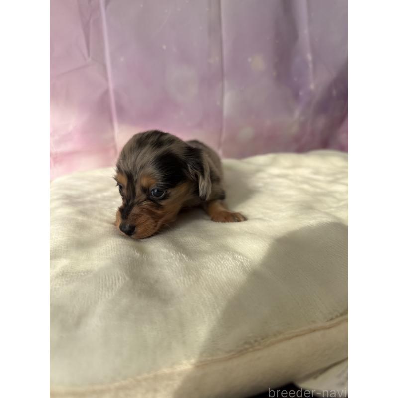 成約済の福岡県のミニチュアダックスフンド(ロングヘアード)-438731の5枚目