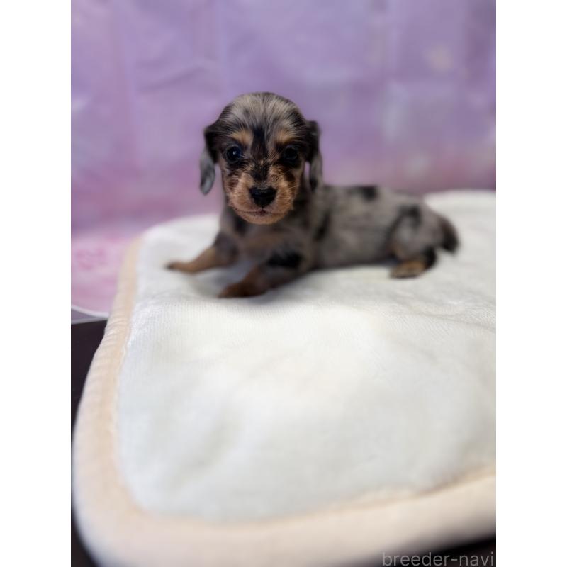 成約済の福岡県のミニチュアダックスフンド(ロングヘアード)-438731の3枚目