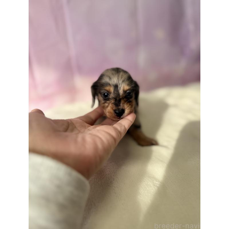 成約済の福岡県のミニチュアダックスフンド(ロングヘアード)-438731の2枚目