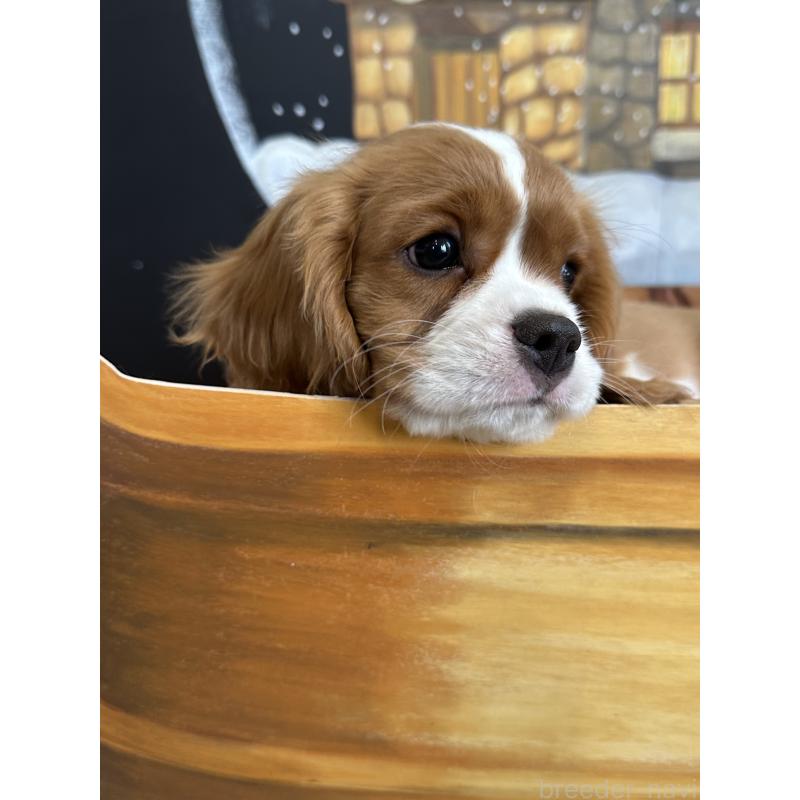 販売中の埼玉県のキャバリアキングチャールズスパニエル-433058の8枚目