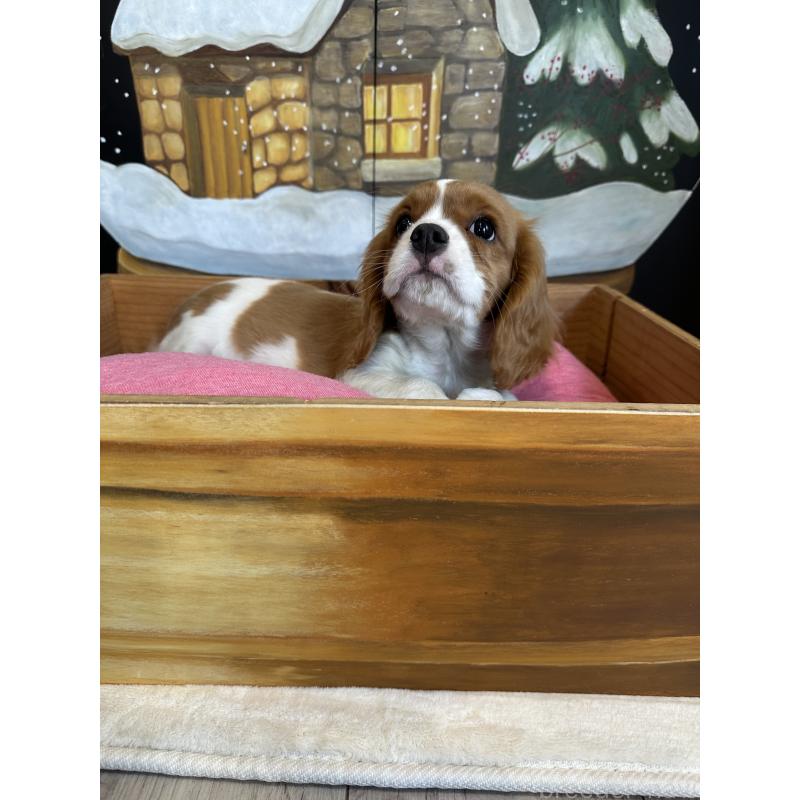 販売中の埼玉県のキャバリアキングチャールズスパニエル-433058の7枚目