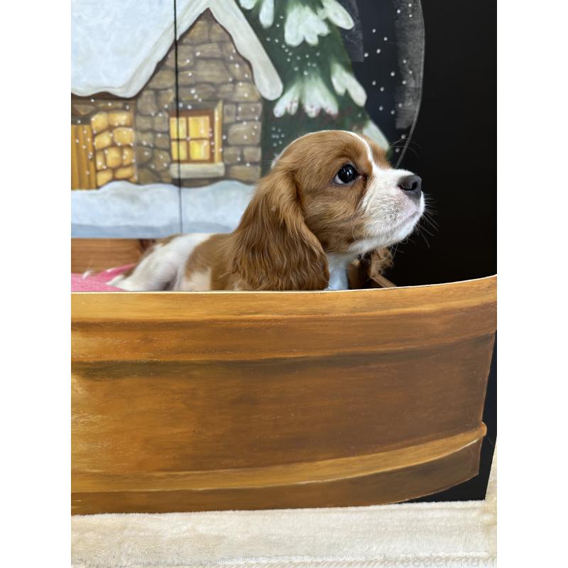 販売中の埼玉県のキャバリアキングチャールズスパニエル-433058の6枚目