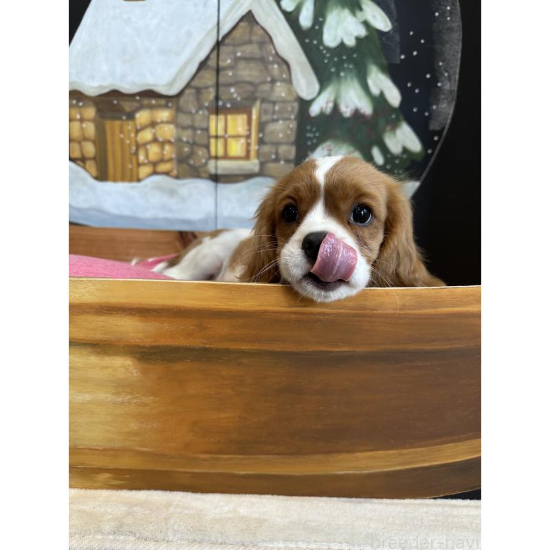 販売中の埼玉県のキャバリアキングチャールズスパニエル-433058の5枚目