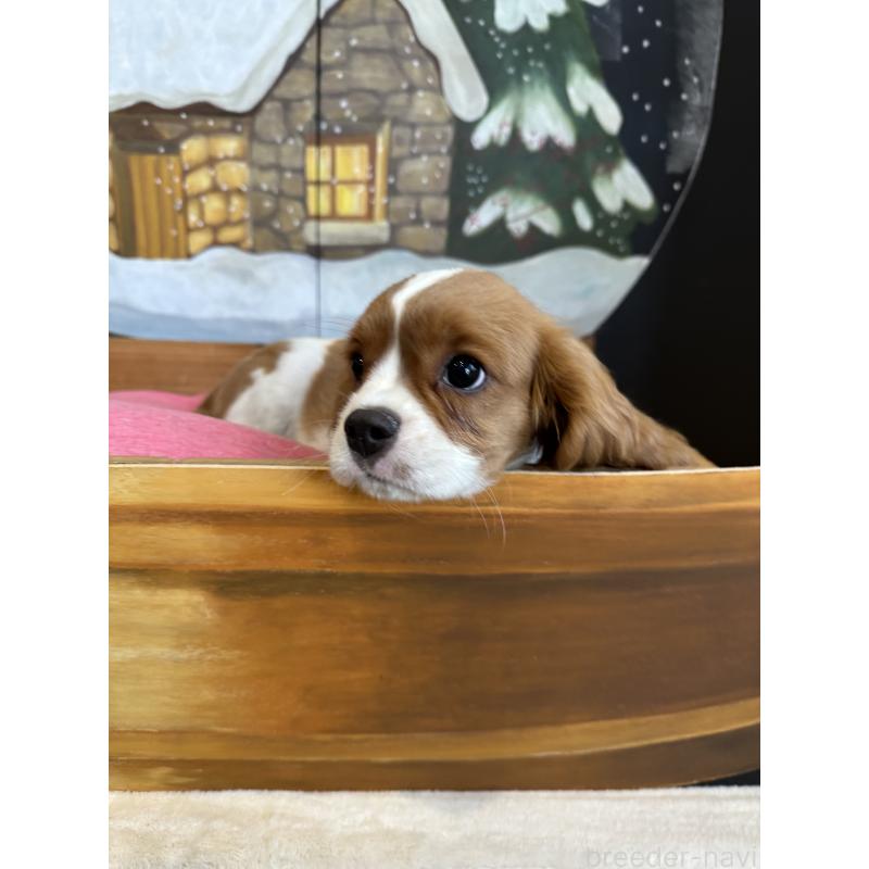 販売中の埼玉県のキャバリアキングチャールズスパニエル-433058の4枚目